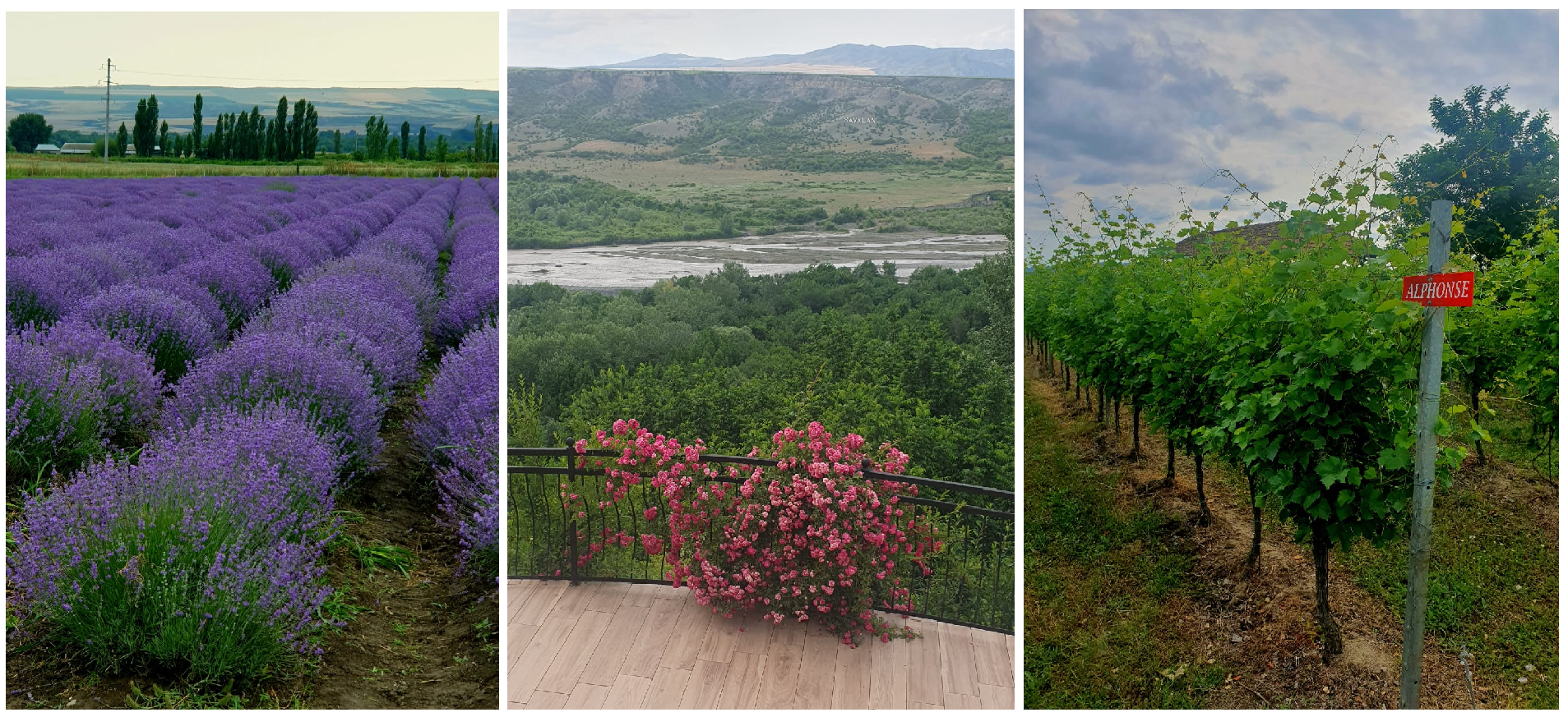 Three agricultural landscapes in Azerbaijan: rows of purple lavender in a field, the green Savalān Valley with a river and mountains in the distance, and grapevines growing beside a vineyard sign.