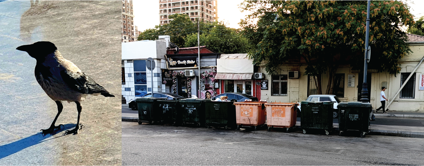 Two photographs in Baku: a black-and-grey raven standing on pavement in a park, and a row of large black and orange public rubbish bins along a city street in front of low buildings and trees.