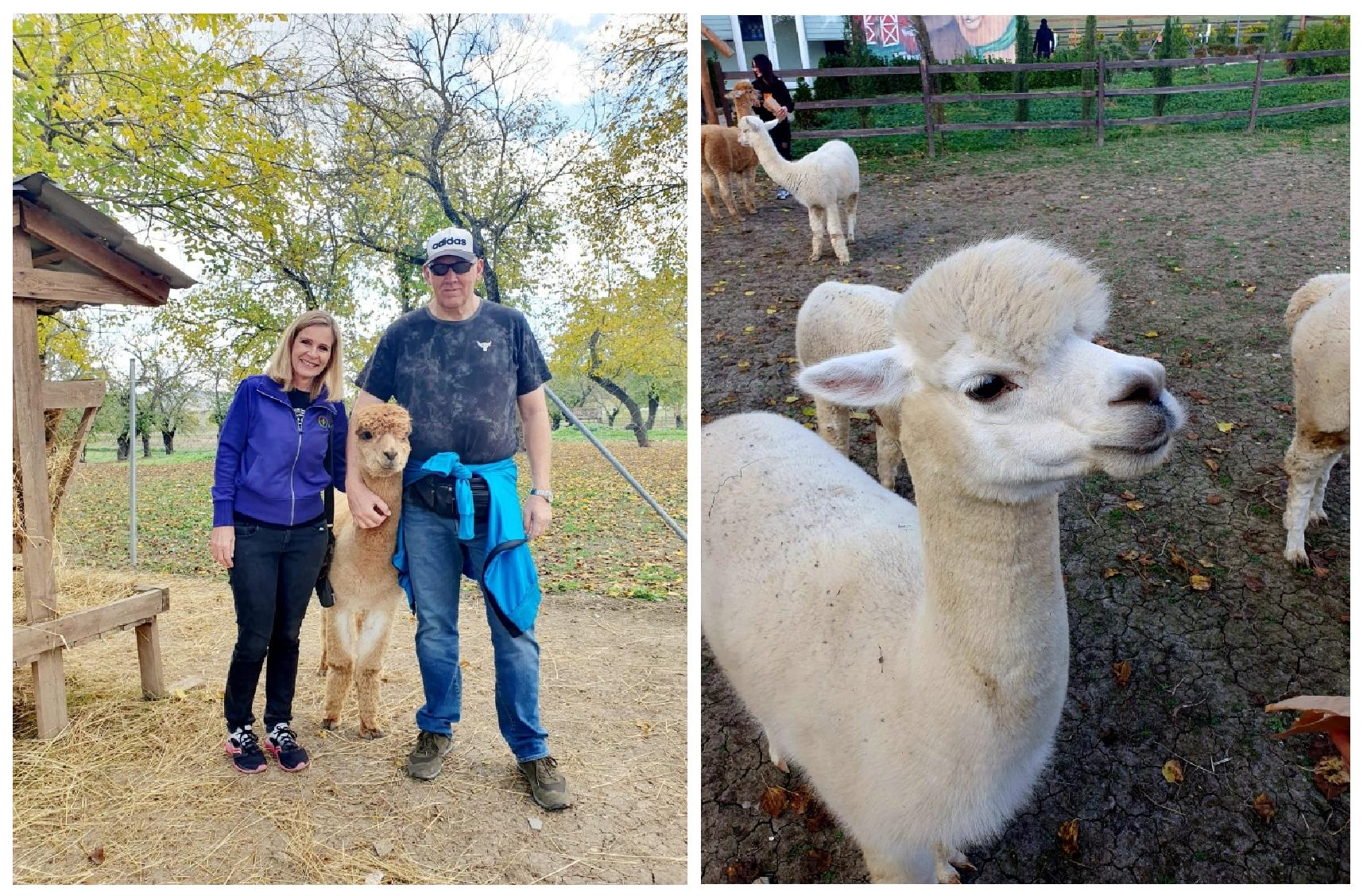 Two photographs at an outdoor animal enclosure: a couple stands beside a small brown alpaca, and a close-up shows a white alpaca with other alpacas behind it.