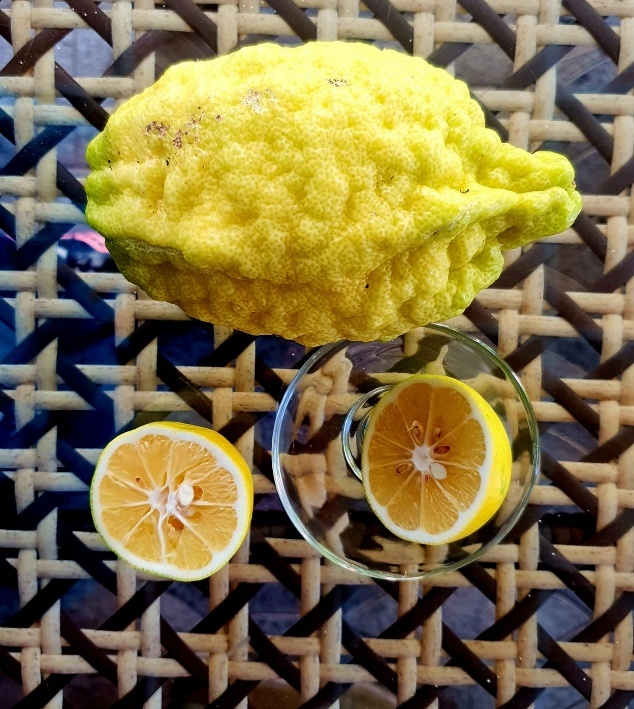 Side-by-side comparison of a thick-skinned Azerbaijani lemon variety and a standard lemon, highlighting the significant size and texture differences between the two citrus types