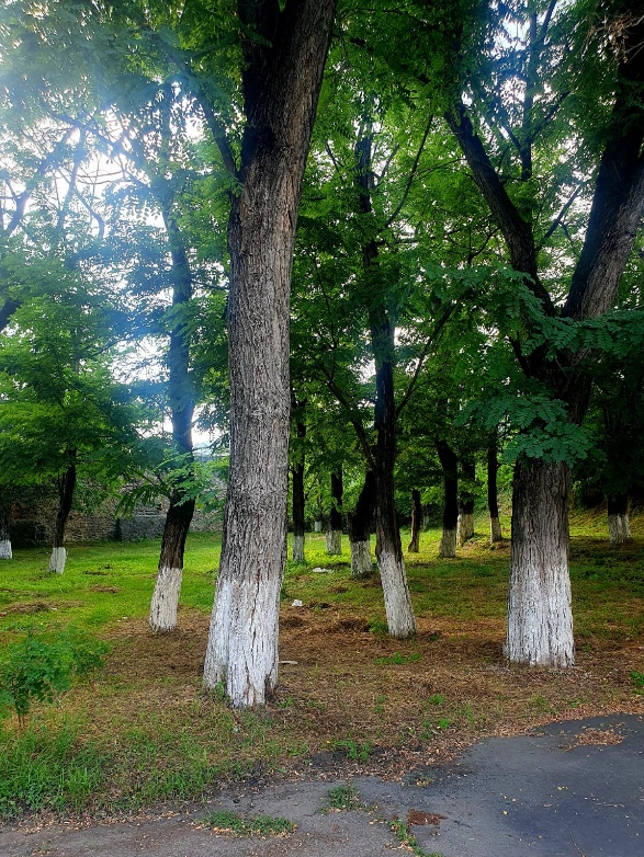 Trees in an Azerbaijani park with the lower trunks painted white, a common practice in the region