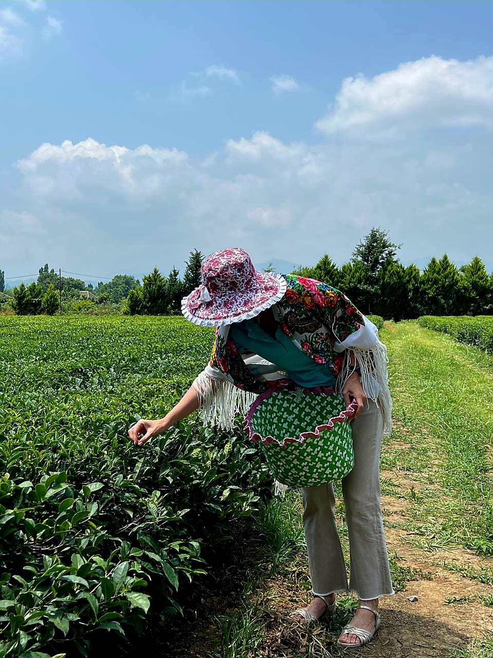Dr. Wonda plucking tea leaves while wearing traditional attire worn by women during tea harvesting in Azerbaijan