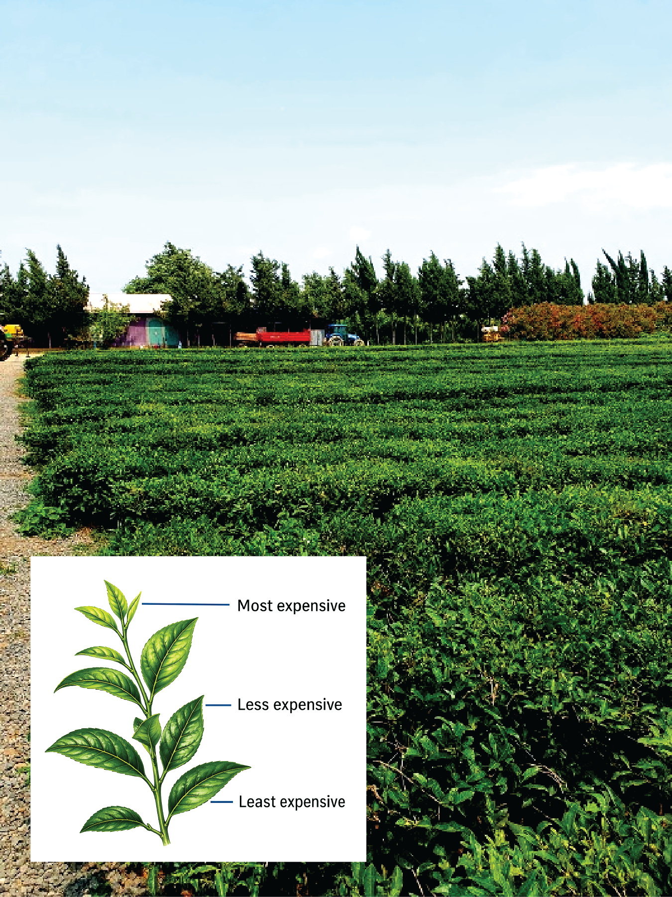 Rows of green tea bushes growing across a tea plantation in Azerbaijan.